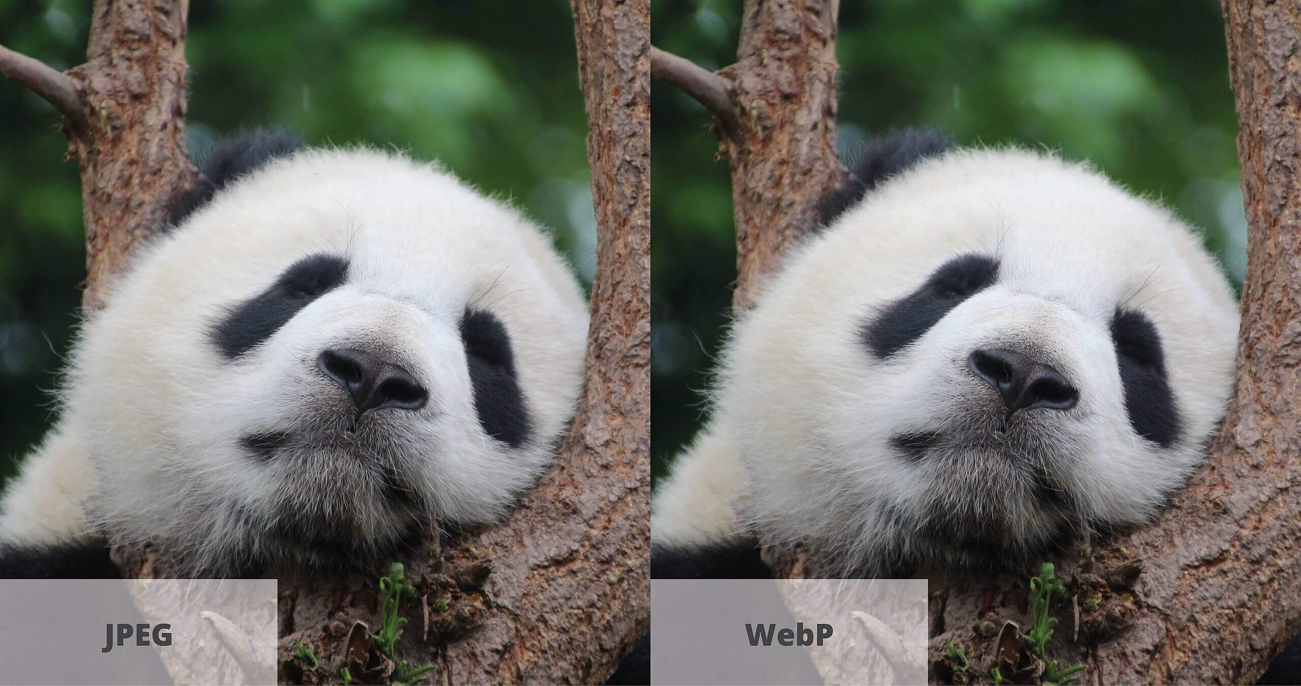 WebP