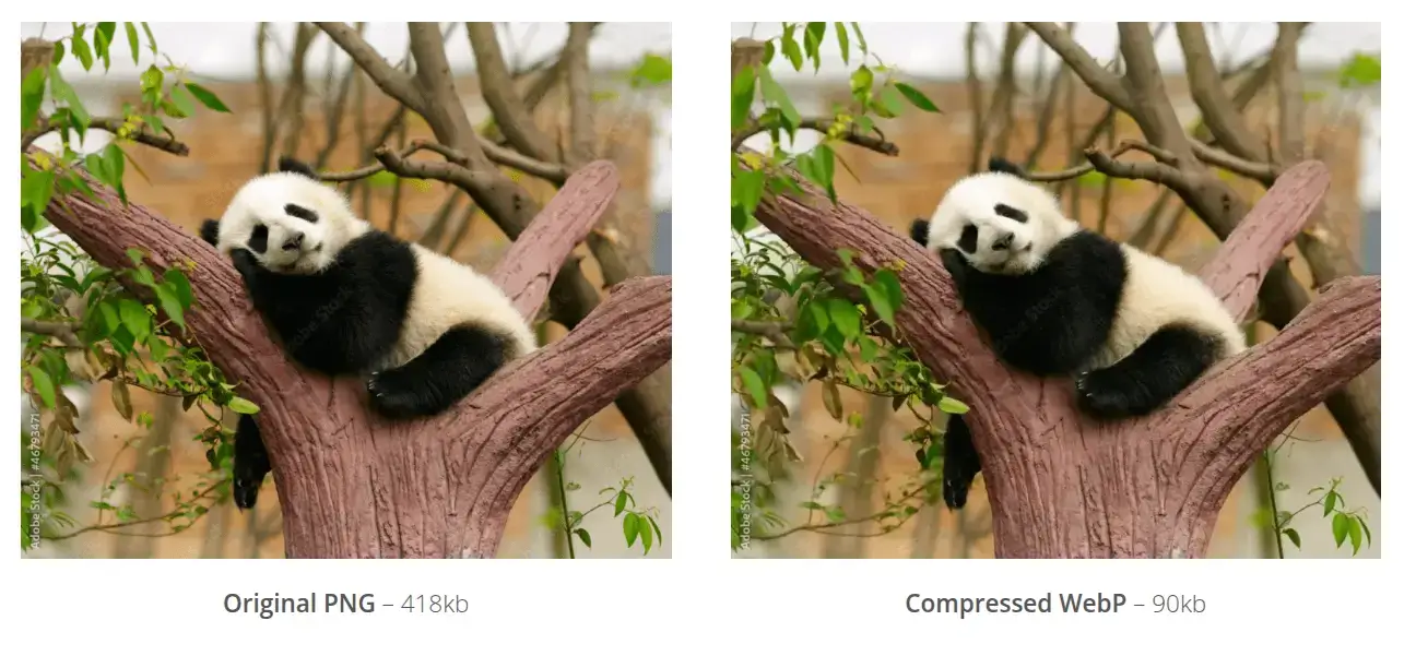 Panda image png