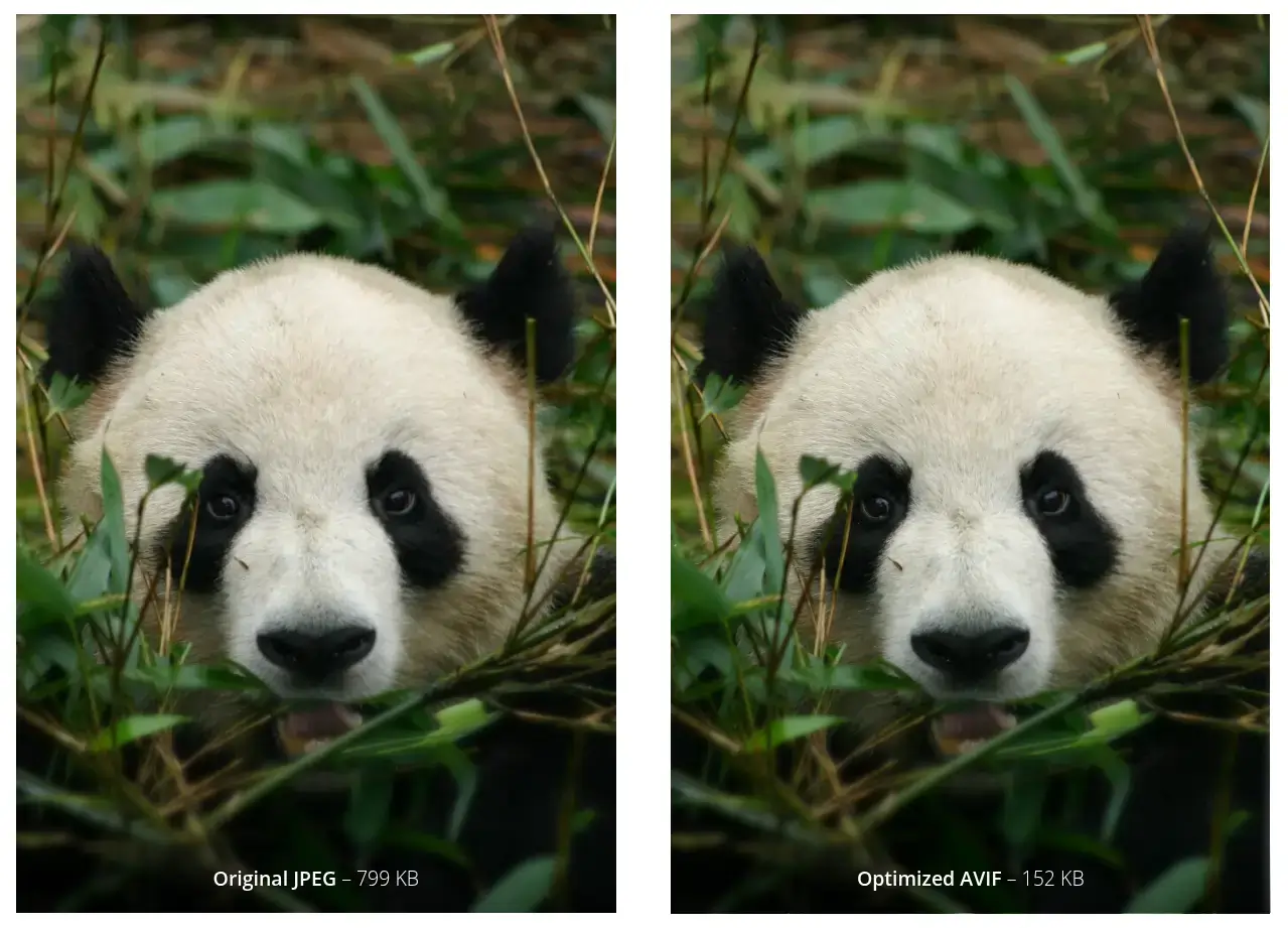 Cute panda image by Peter Burdon comparison JPEG and WebP.