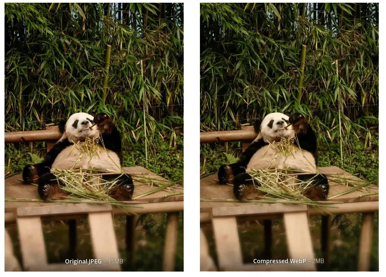 Panda by Hoyoun Lee in JPEG format. Compress images with Tinify's image optimizer.